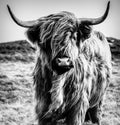 Highland Cow Black and White Posing Royalty Free Stock Photo